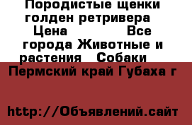 Породистые щенки голден ретривера › Цена ­ 25 000 - Все города Животные и растения » Собаки   . Пермский край,Губаха г.